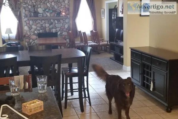 Sweet Aussie Shepherd needs a new home