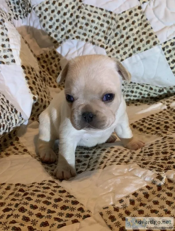 French Bulldogs