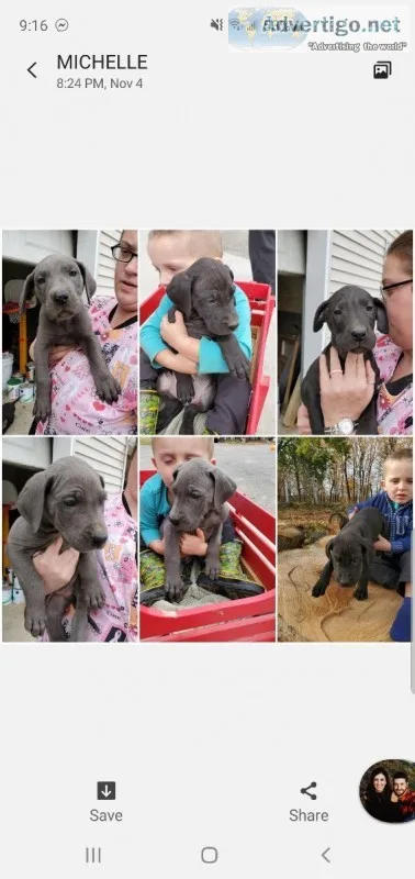 Great Dane puppies
