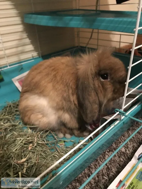 free male rabbit including Cage cage accessories and food and be