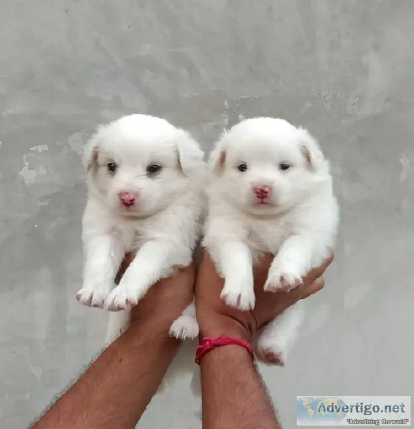 Pet shop store wholesale