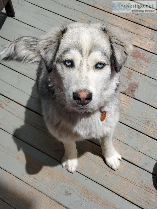 1.5 Year Old Husky