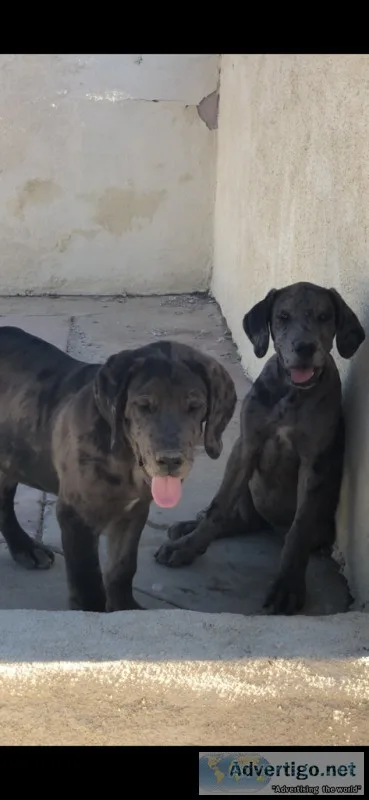 Rare Designer Mastiff pup