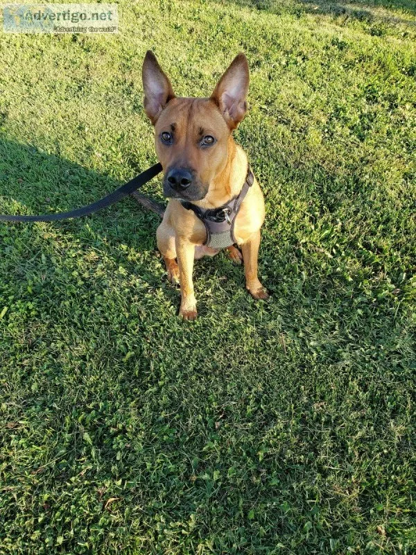 Energetic 8 months old Doberman