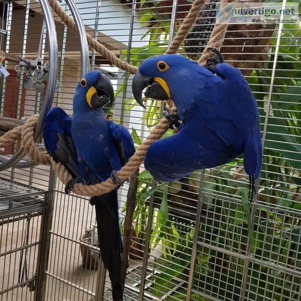 V4A4N6 Haycinth Macaw Parrots