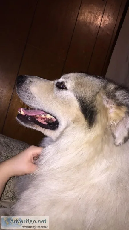 Great Pyrenees and Husky
