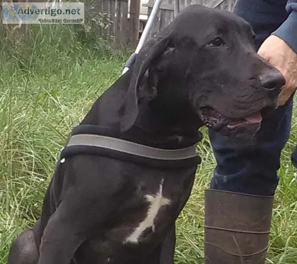 Great dane akc