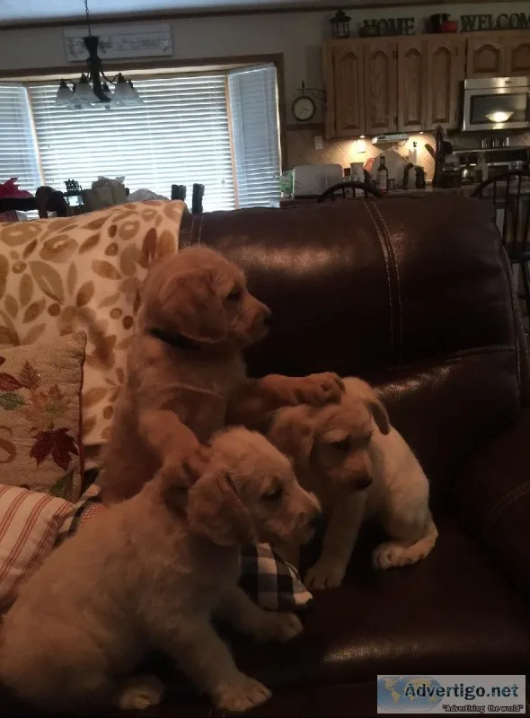 Labradoodles