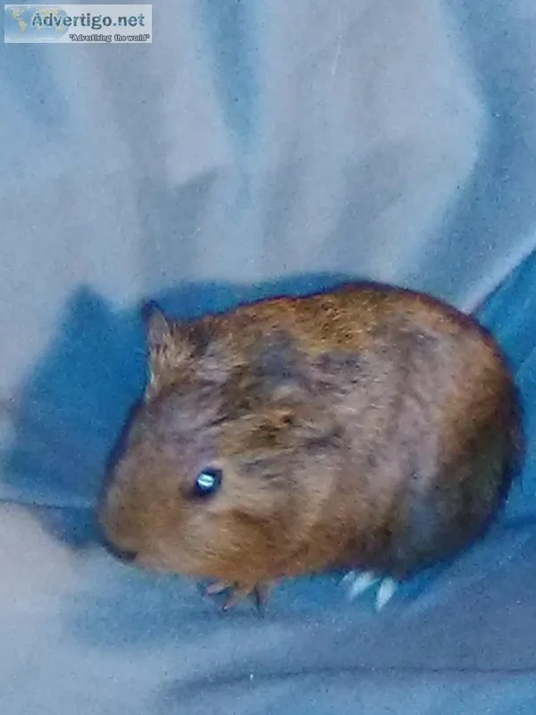 Baby Guinea Pig