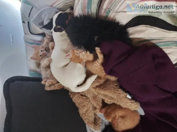 The sweetest kittens you have ever saw