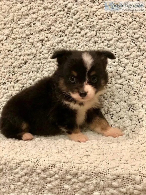 Mini Aussies