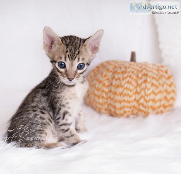 Savannah kittens for sale