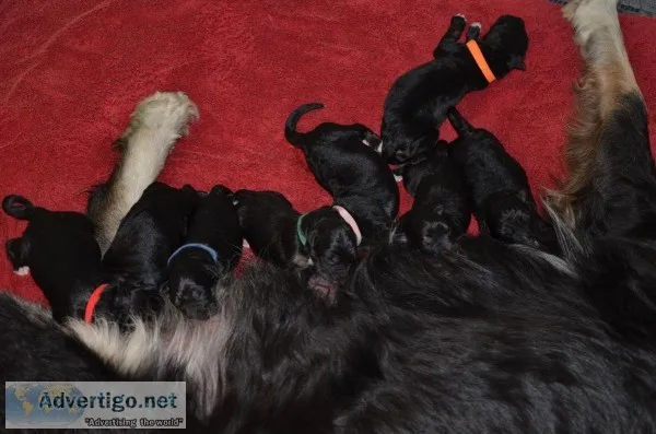 King Shepherds puppies