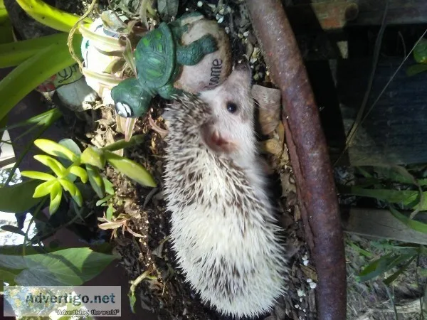 Hedgehogs
