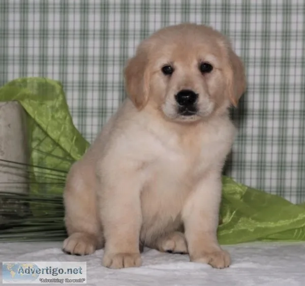 Beautiful golden retriever puppies