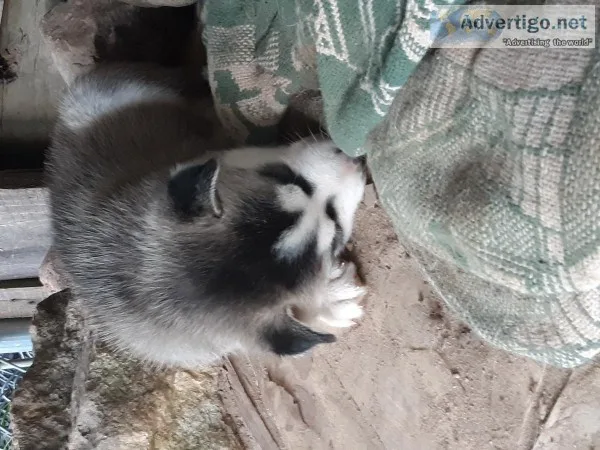 Siberian Husky puppies