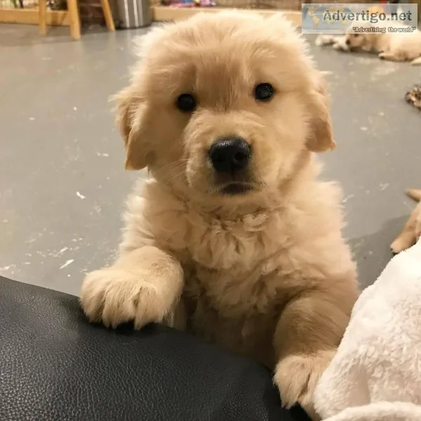 Labrador Retriever puppies
