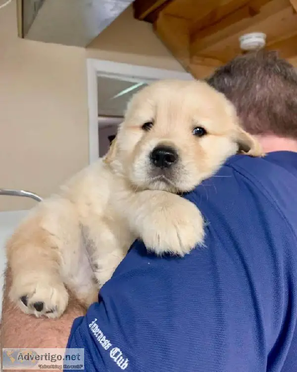 GOLDEN RETRIEVER MALE AND FEMALE PUPPIES FOR ADOPTION
