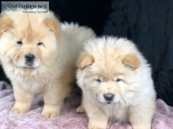 Cream chow chow