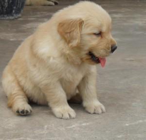 Confident and Gorgeous golden retriever puppy for adoption.