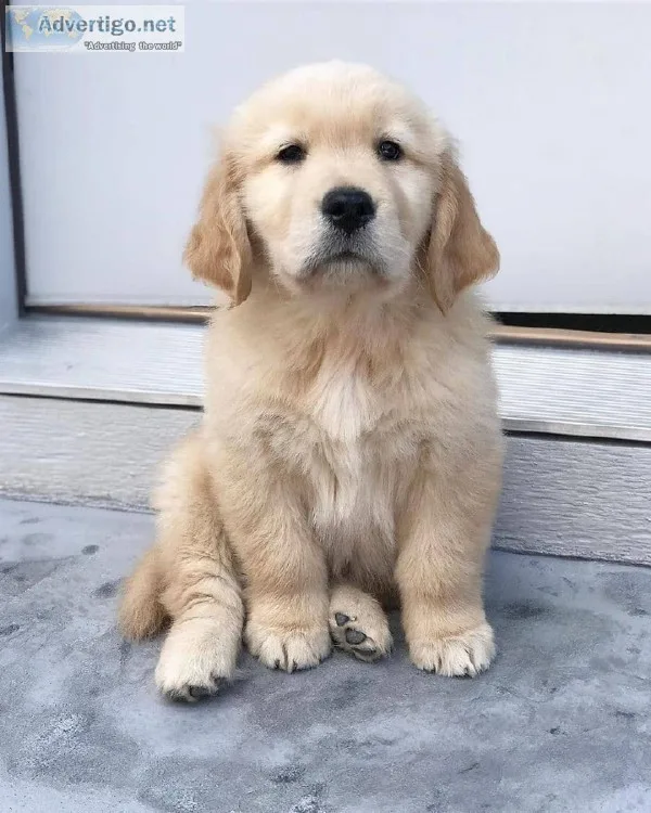 Cute AKC Golden Retriever Puppies For Re-homing