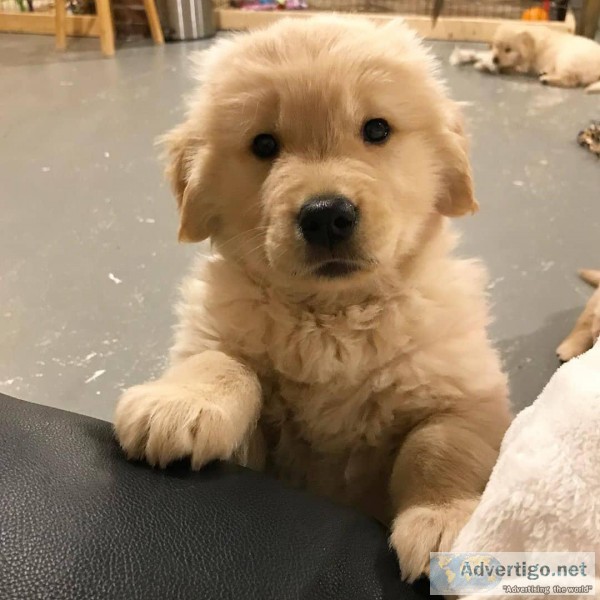 Very healthy Golden Retriever Puppies