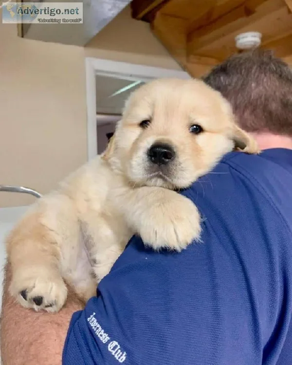 CUTE AND GOOD LOOKING LABRADOR RETRIEVER PUPPIES FOR RE-HOMING