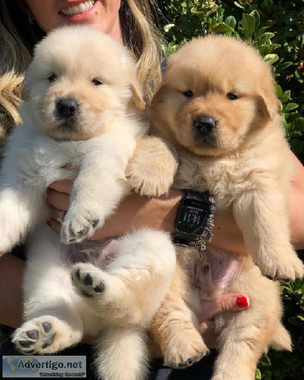 Beautiful Scarlet face Golden Retriever Puppies