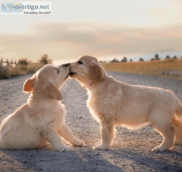 Golden Retriever puppies for sale