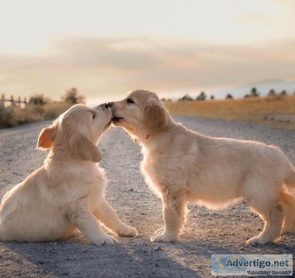 Quality Labrador Retriever Puppies.