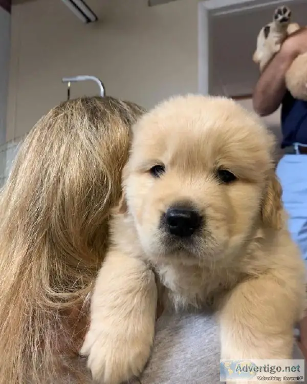 lovely Labrador retriever puppies for adoption