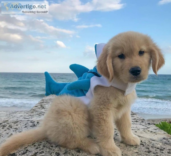 Kids Loving Golden Retriever Puppies