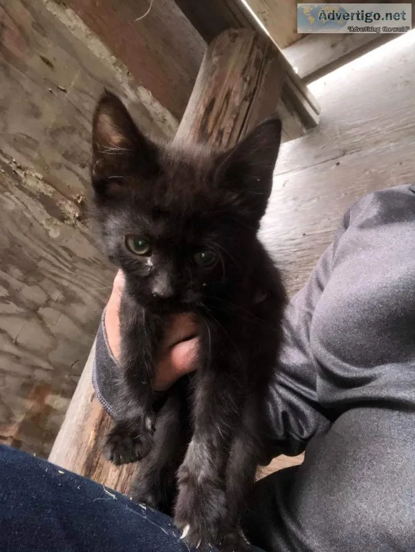 Black Kitten