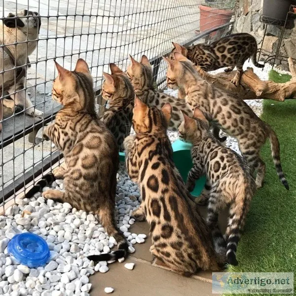 Bengal Kittens For Sale
