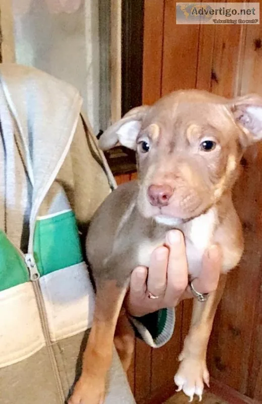 3 male Colby pitbull terriers