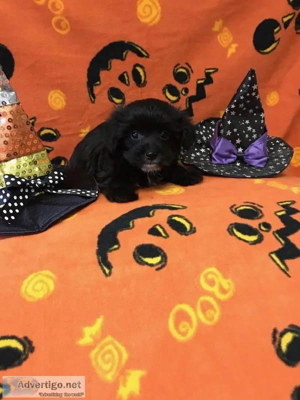 Female Yorkie-Poo Puppy