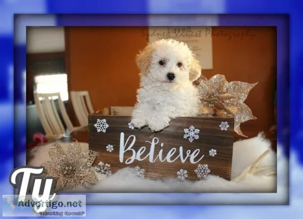 Ty Male Mini Poodle