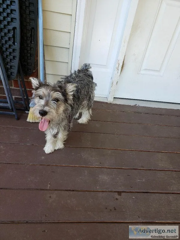 male minature schnauzer