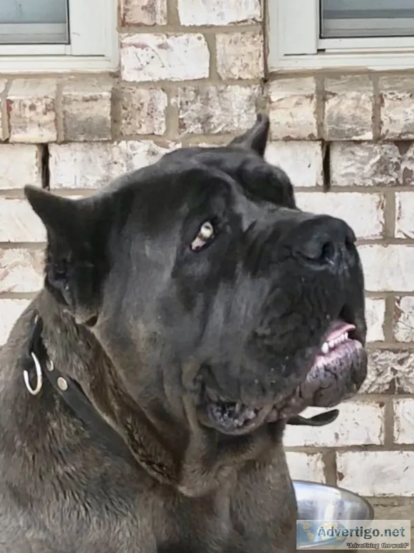 Cane Corso Puppies Both parents imported Champion Bloodlines