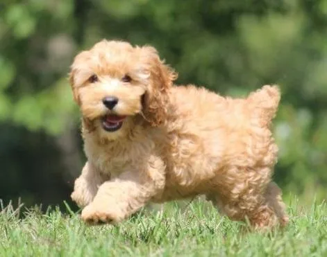 Healthy Sunshine Fandm Cockapoo puppies for sale