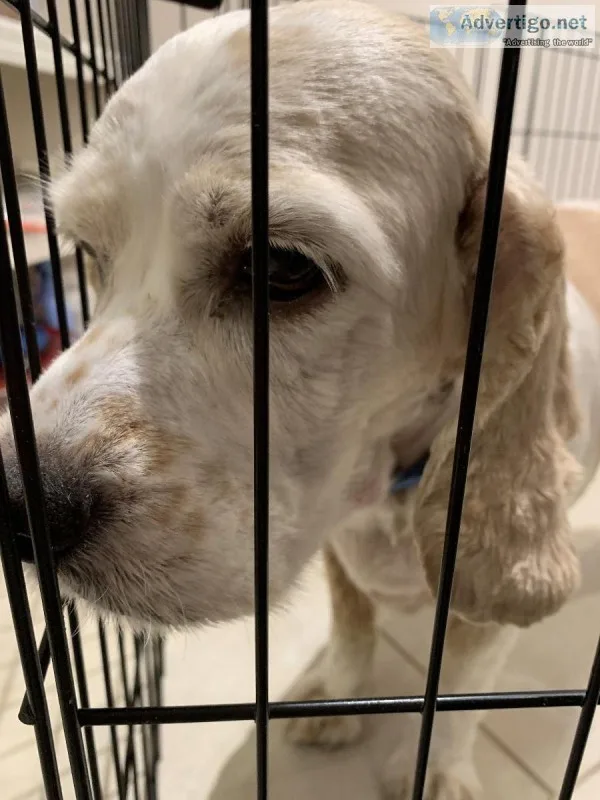 Free Cocker Spaniel