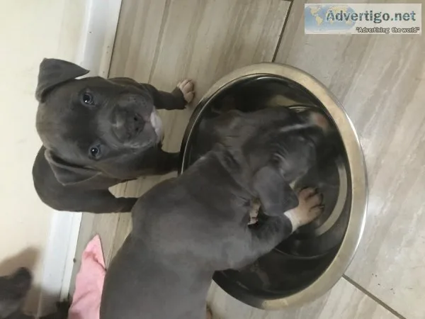 6 week Blue nose pitt