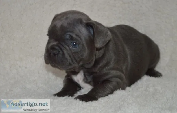 FRENCH-BULLDOG Puppies