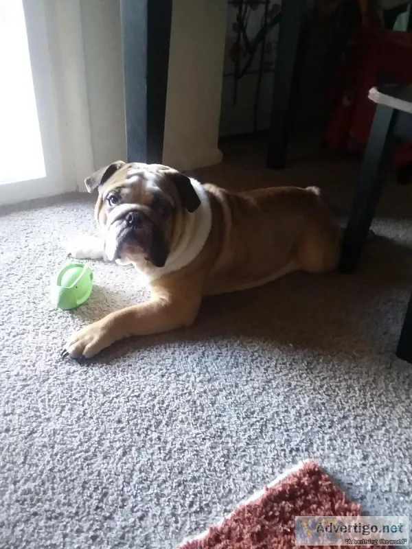 English Bulldog