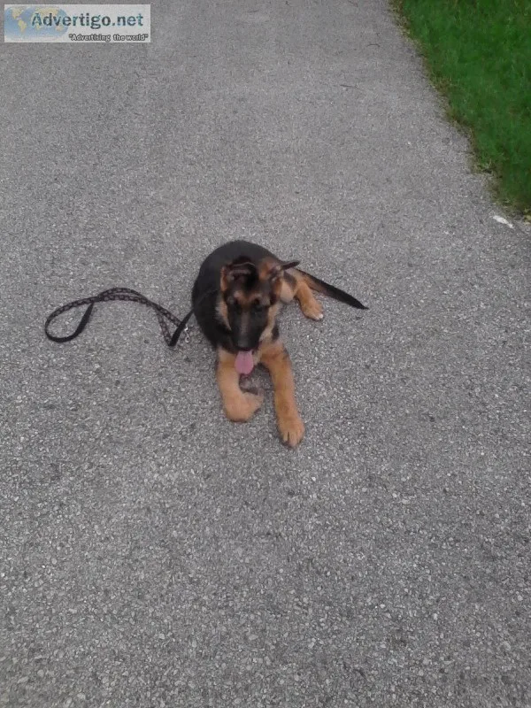 Handling your dog off the leash