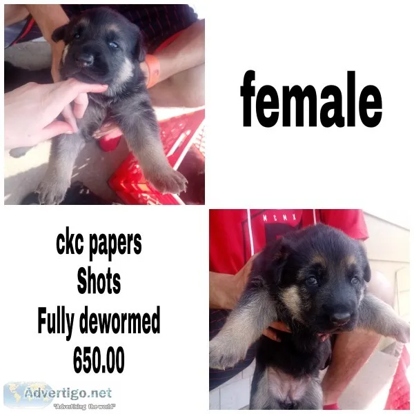 GSD pups