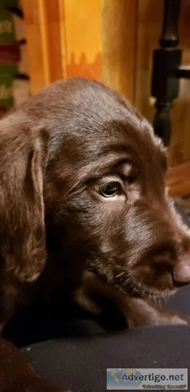 Labradoodle puppies