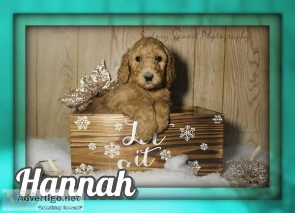 Hannah Female AKC Standard Poodle