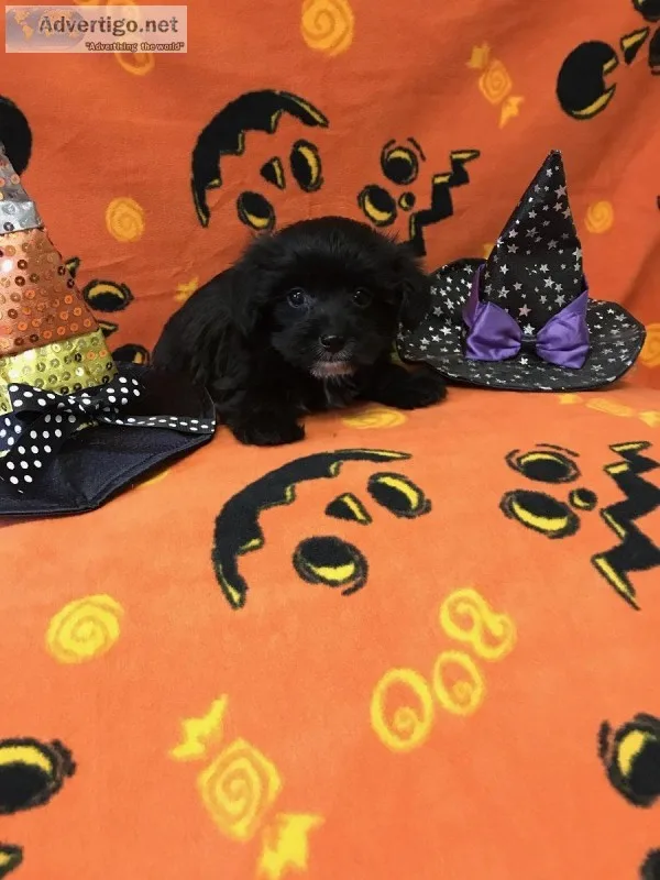 Female Yorkie-Poo Puppy