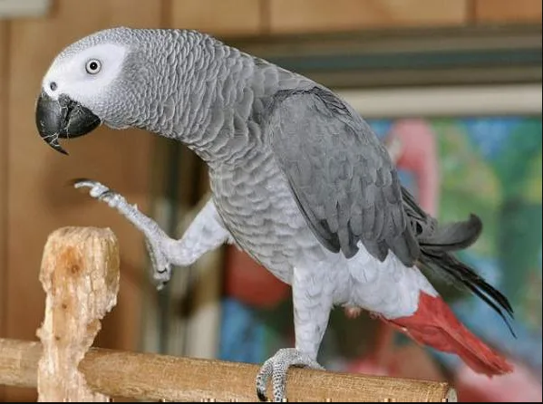 Lovely African Gray now available.